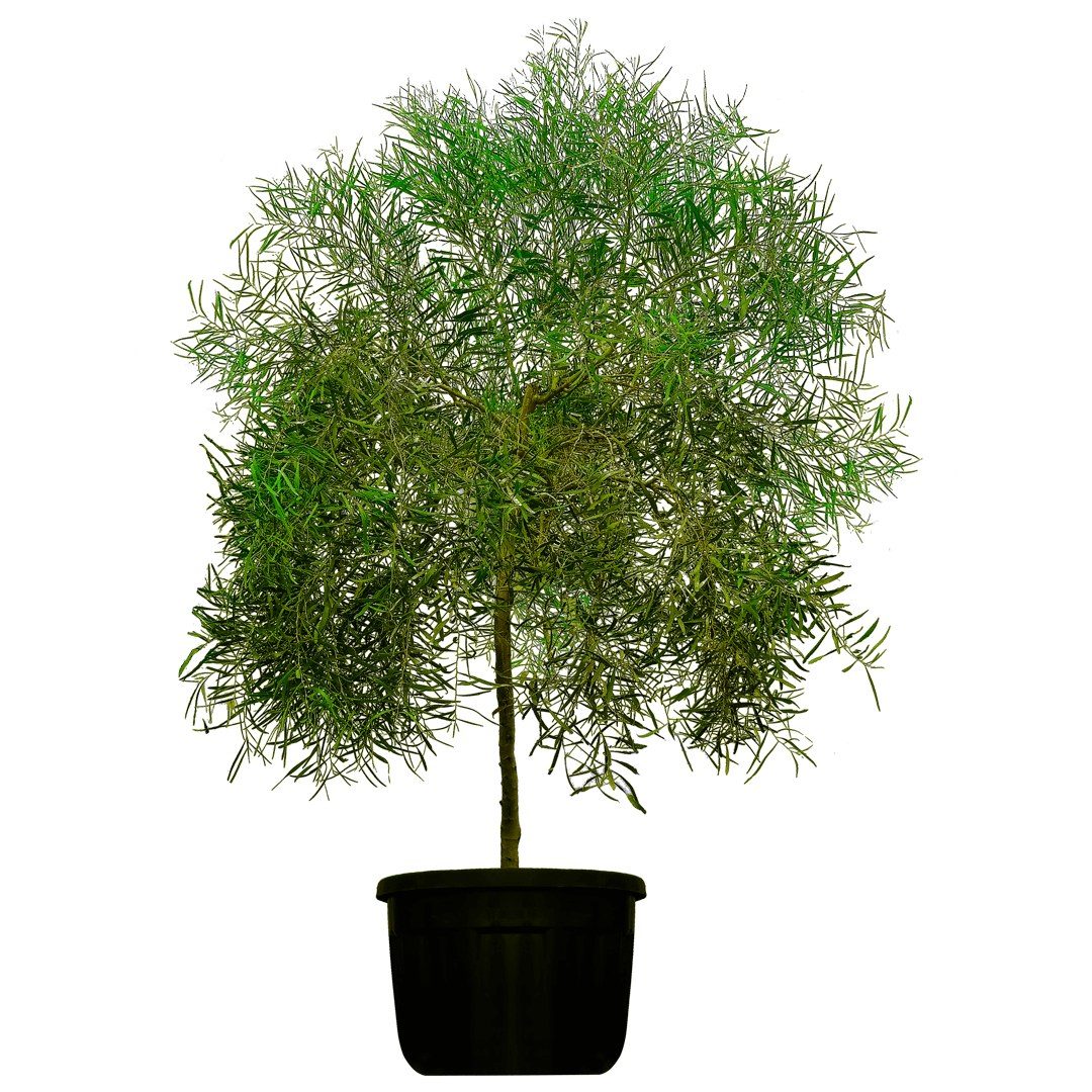 Acacia saligna