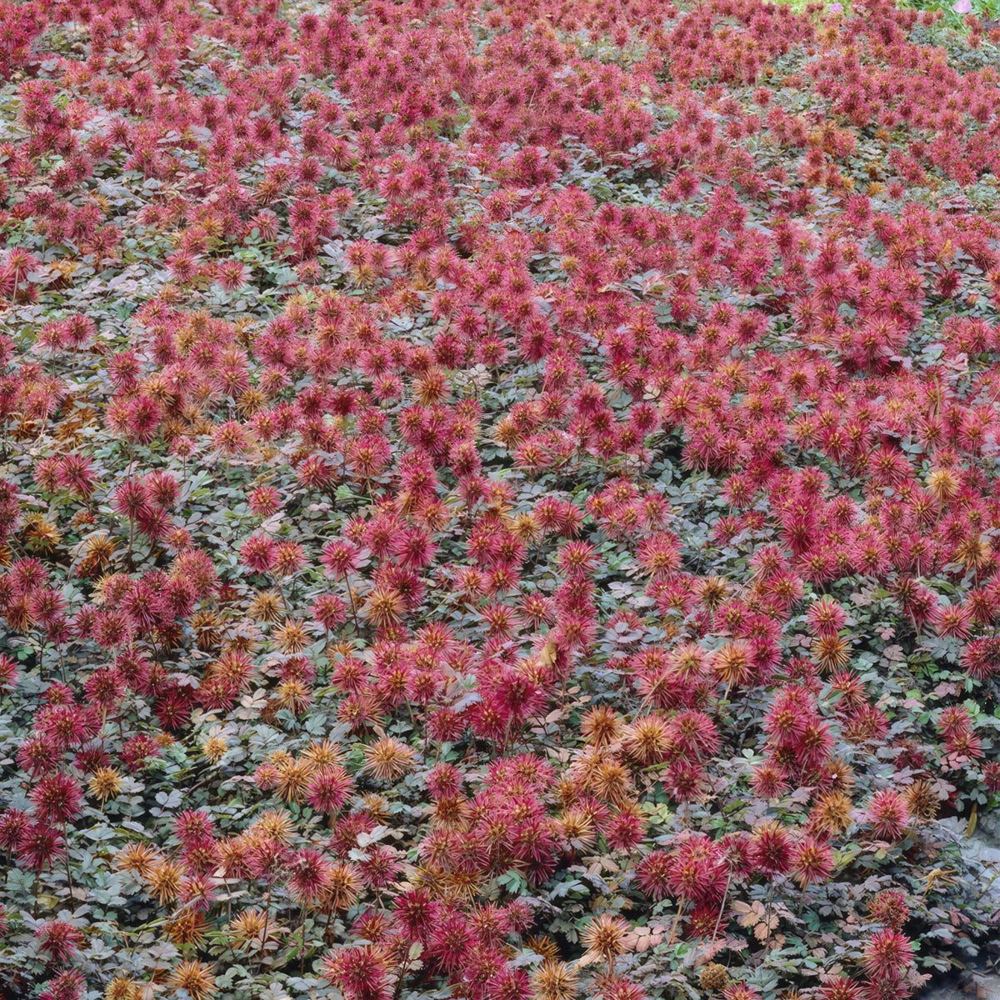 Acaena microphylla ‘Kupferteppich’