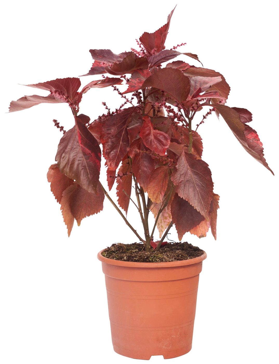 Acalypha wilkesiana