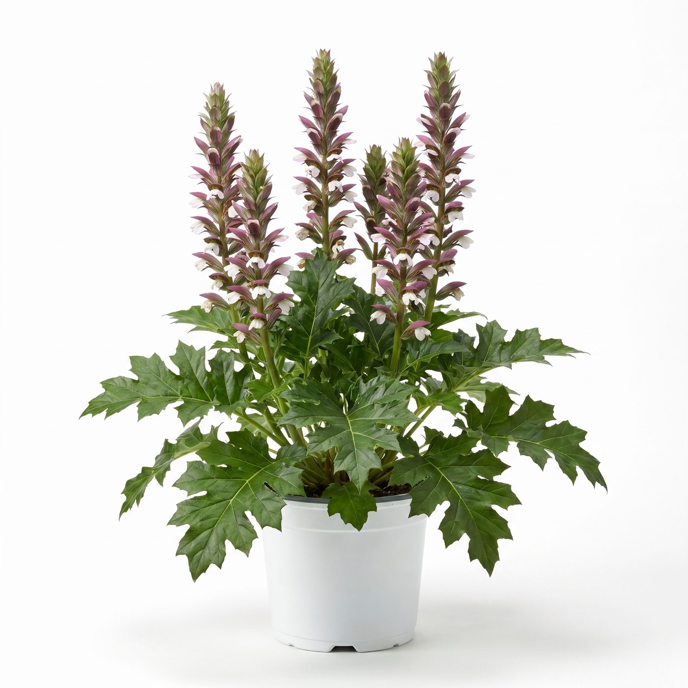 Acanthus mollis