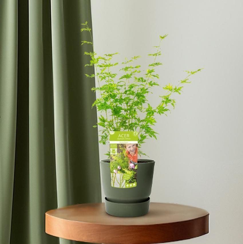 Acer palmatum 'Going Green'