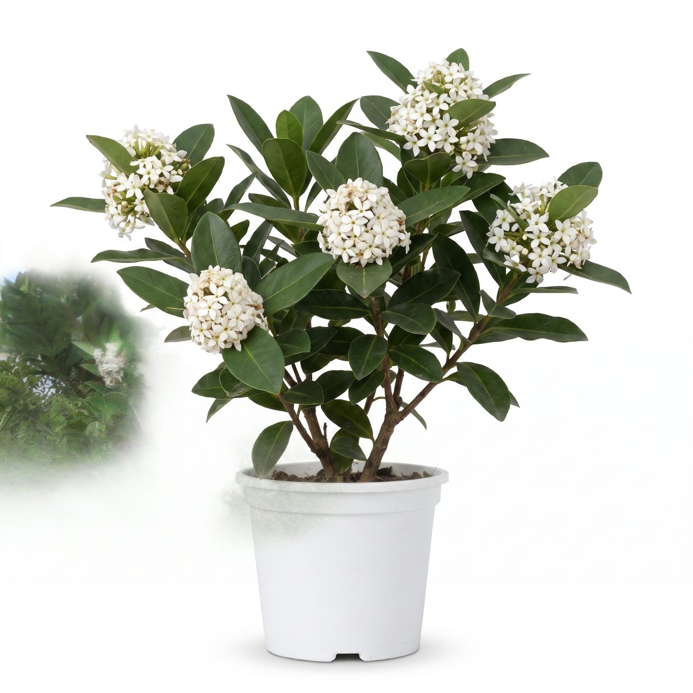 Acokanthera oppositifolia