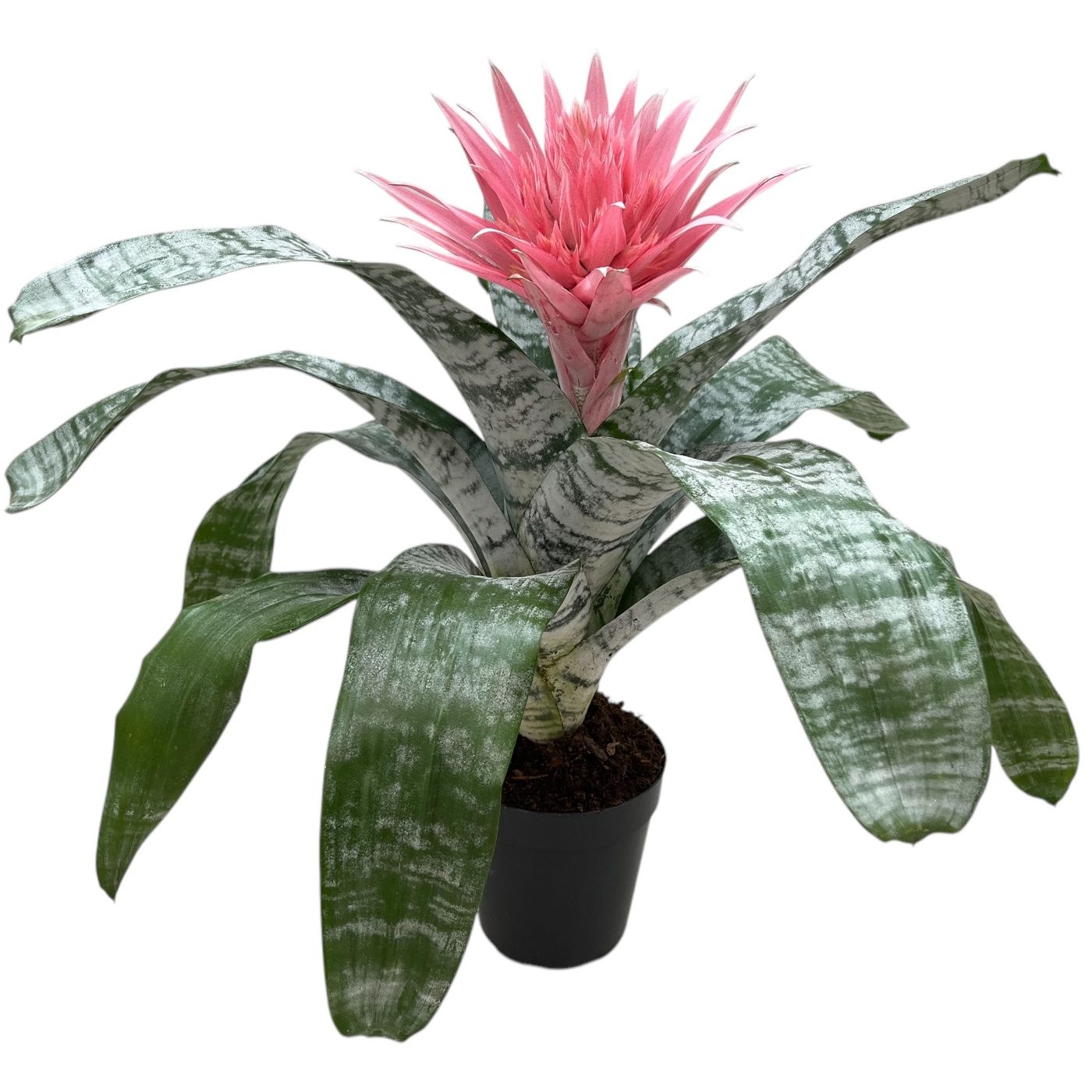 Aechmea fusciata