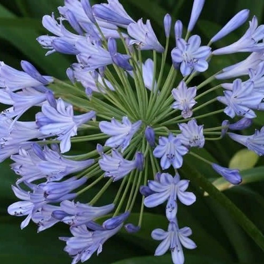 Agapanthus africanus