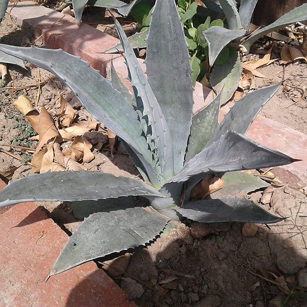 Agave americana