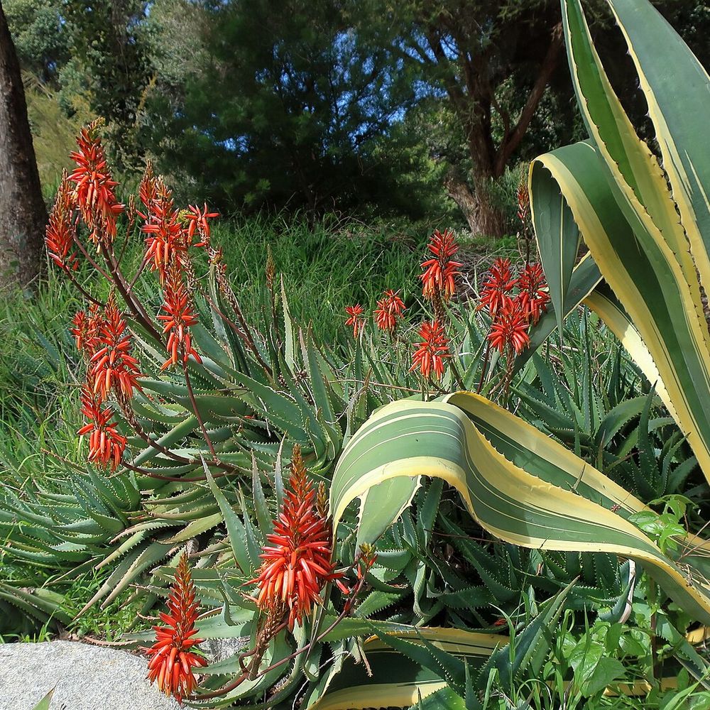 Agave americana 'variegata'