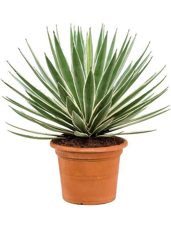 Agave angustifolia