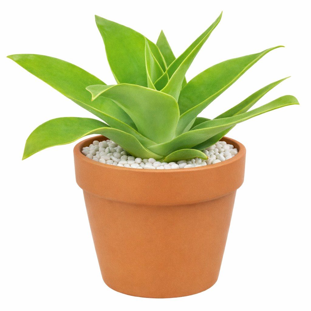 Agave attenuata