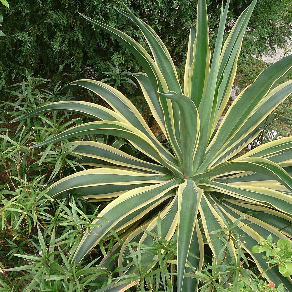 Agave desmettiana