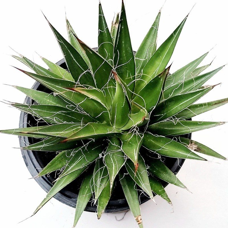 Agave filifira