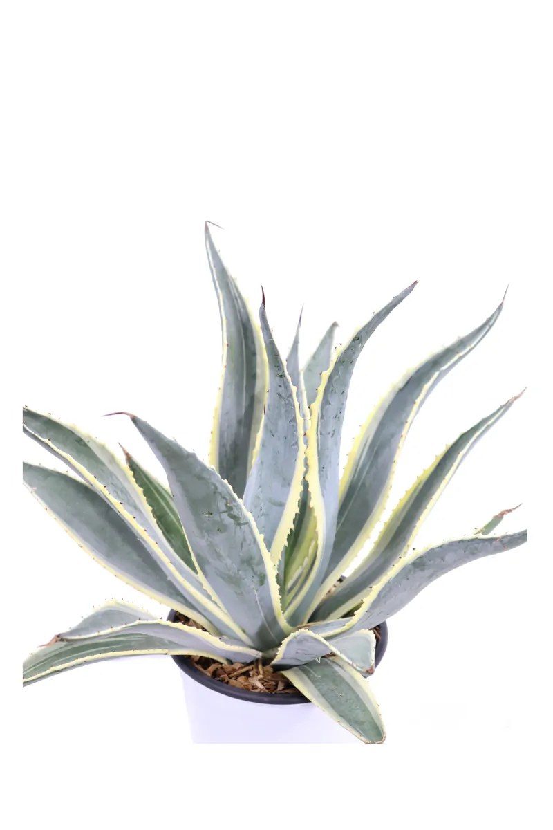 Agave funcnaea margenata
