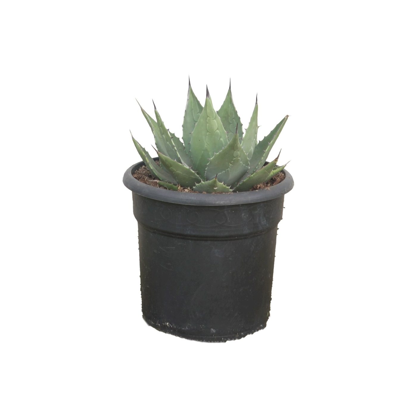 Agave havardiana