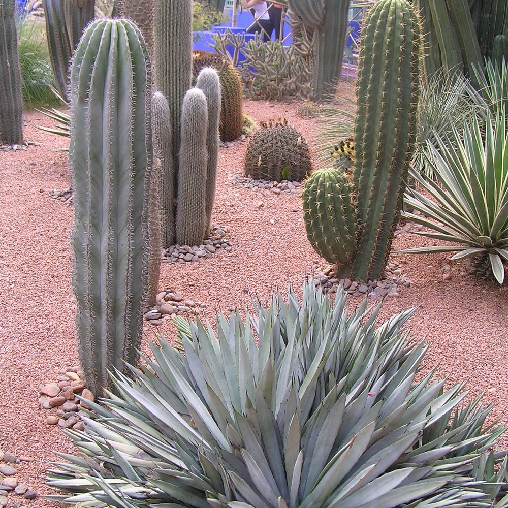 Agave macroacantha