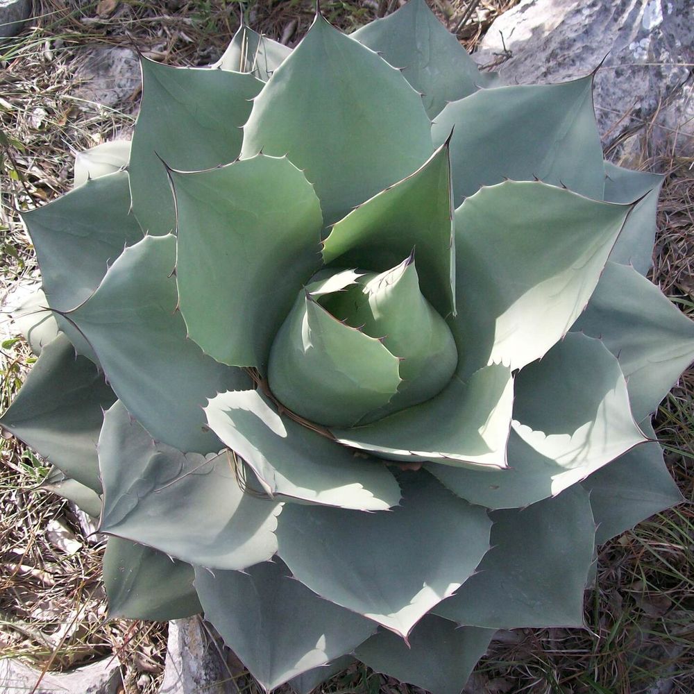 Agave ovatifolia