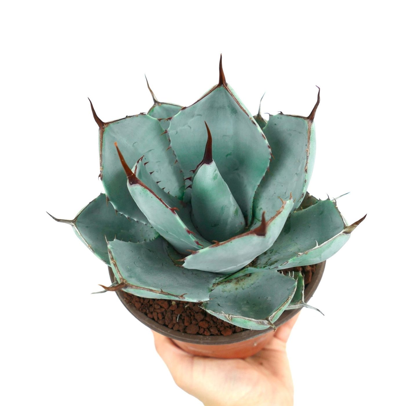 Agave parryi