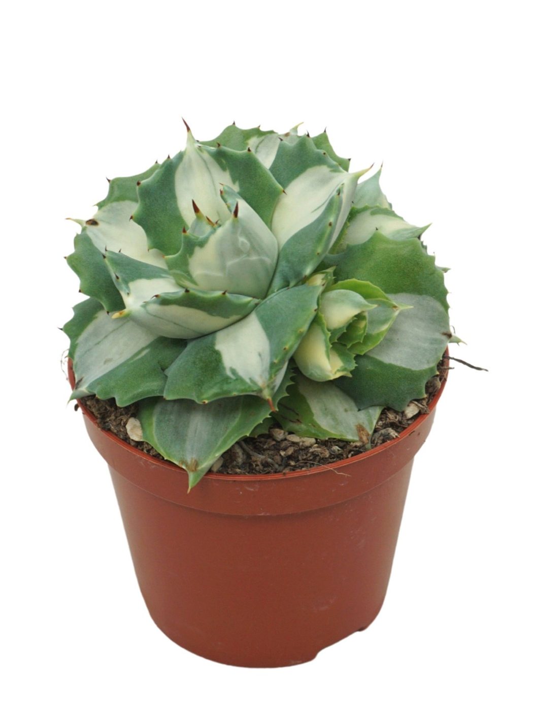 Agave potatorum