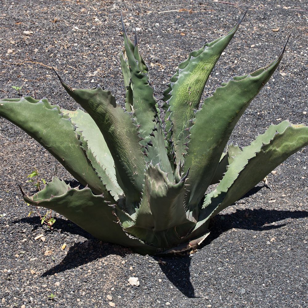 Agave salmiana ferox