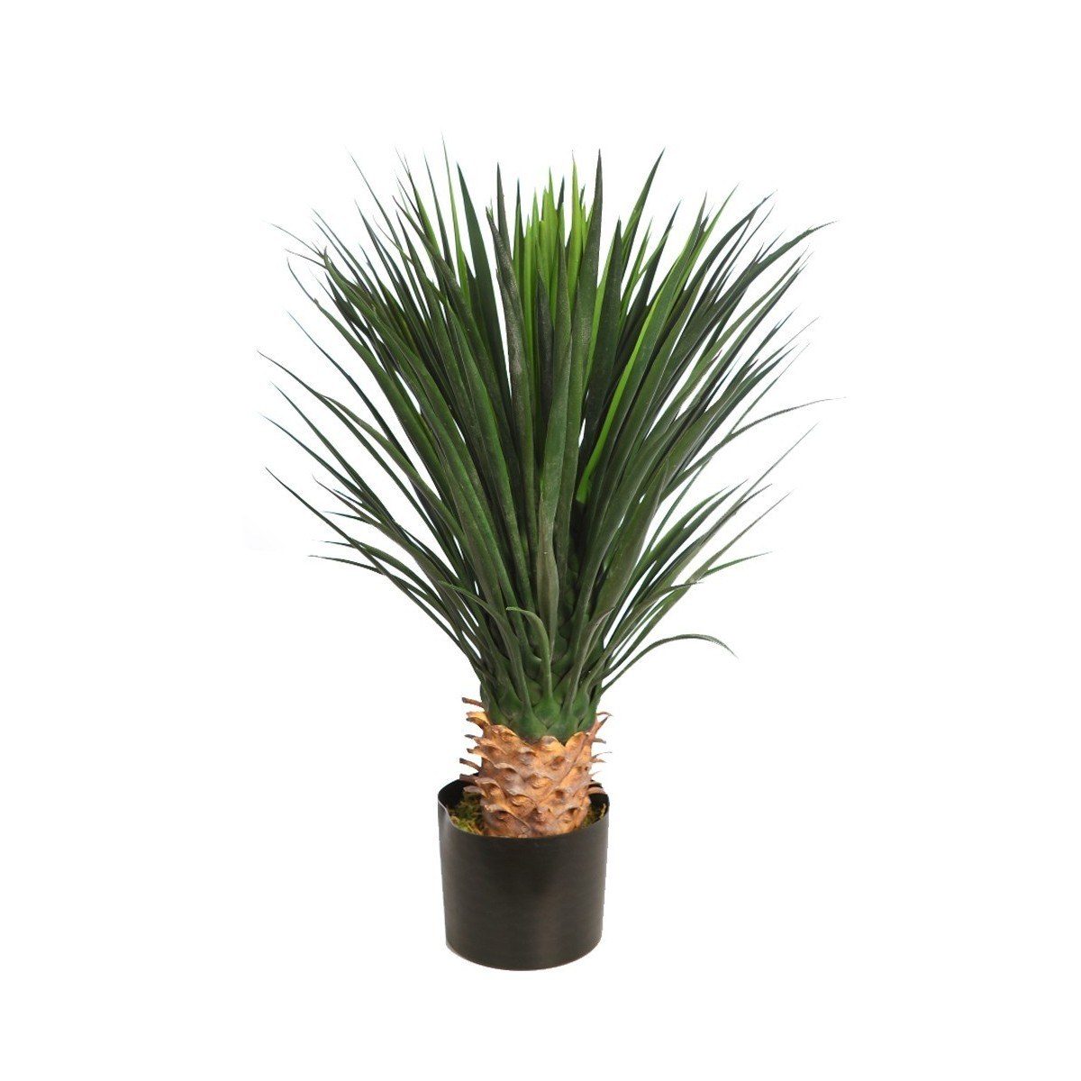 Agave sisalana