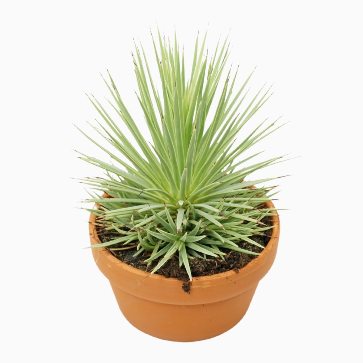 Agave stricta
