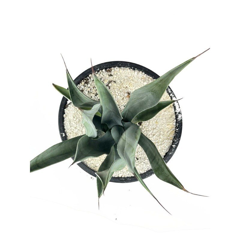 Agave weberi