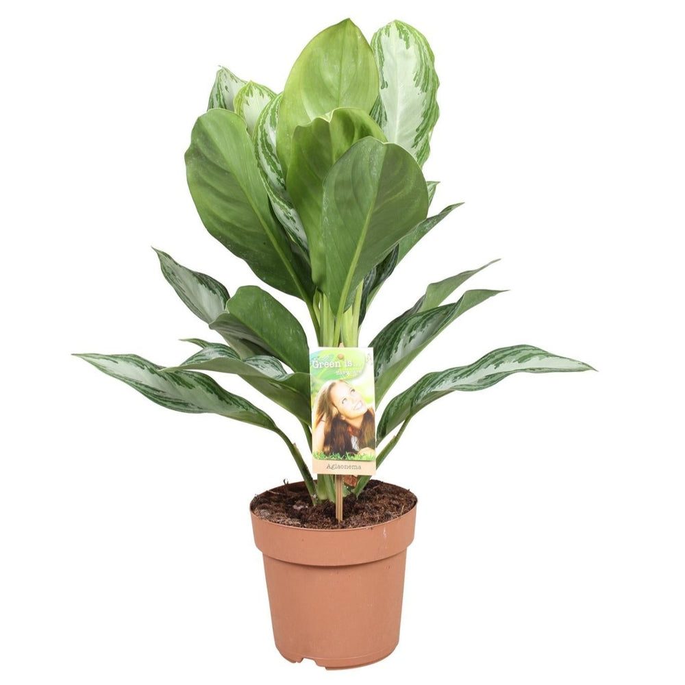 Aglaonema 'Silver Bay'