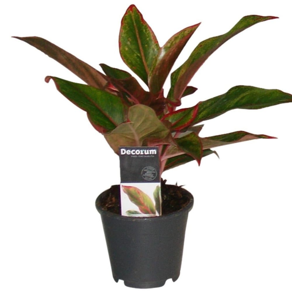 Aglaonema 'Crete'