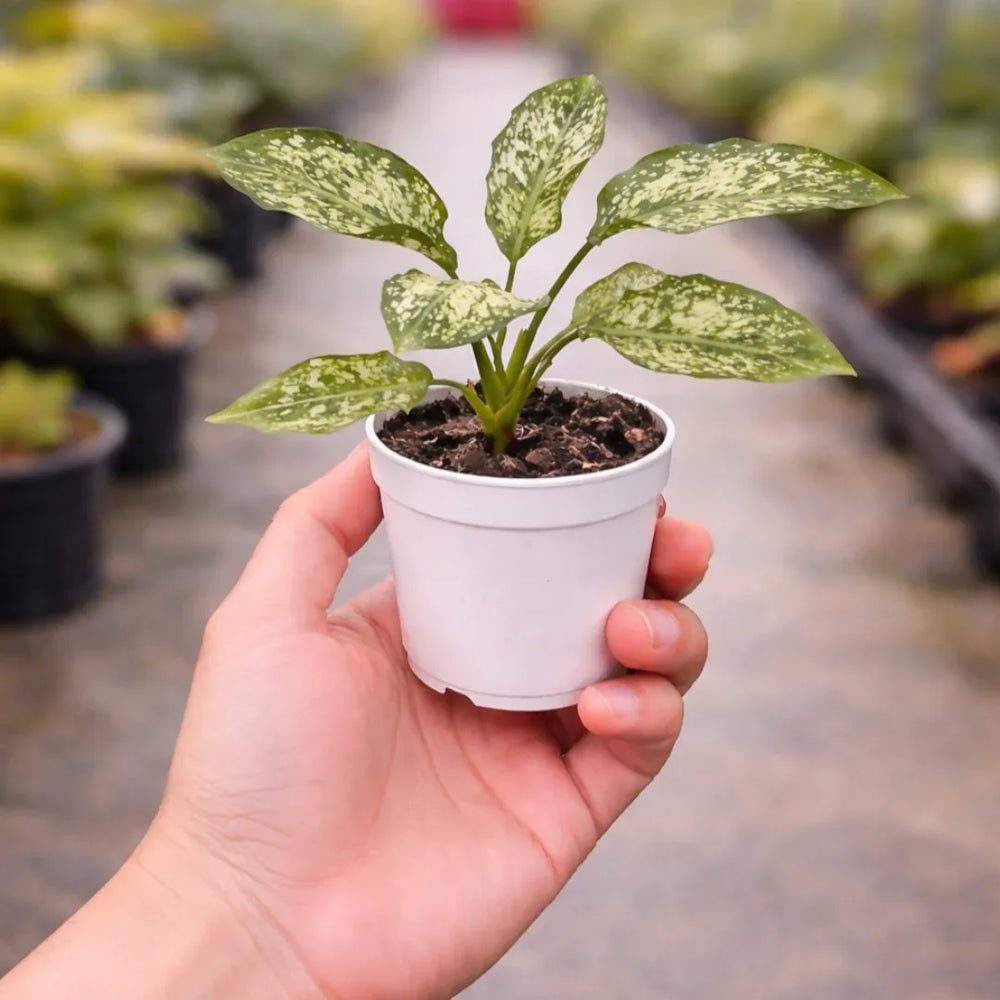 Aglaonema 'Snow White'