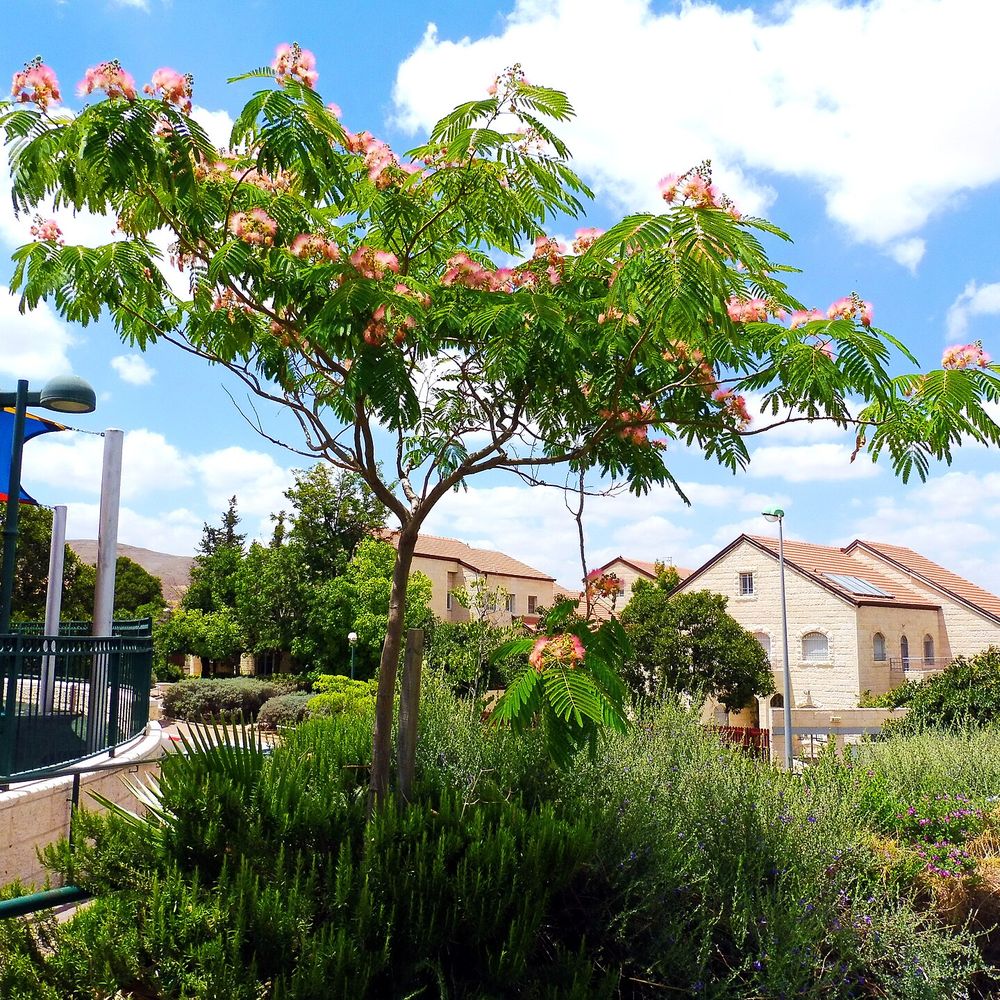 Albizia julibrissin