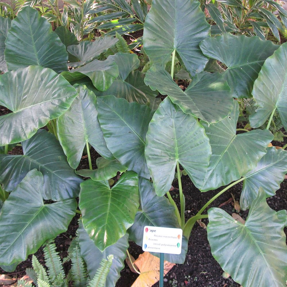 Alocasia macrorrhizos