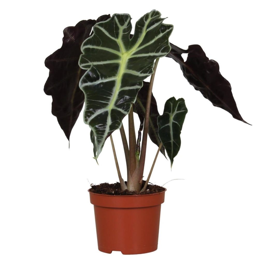 Alocasia amazonica 'Polly'