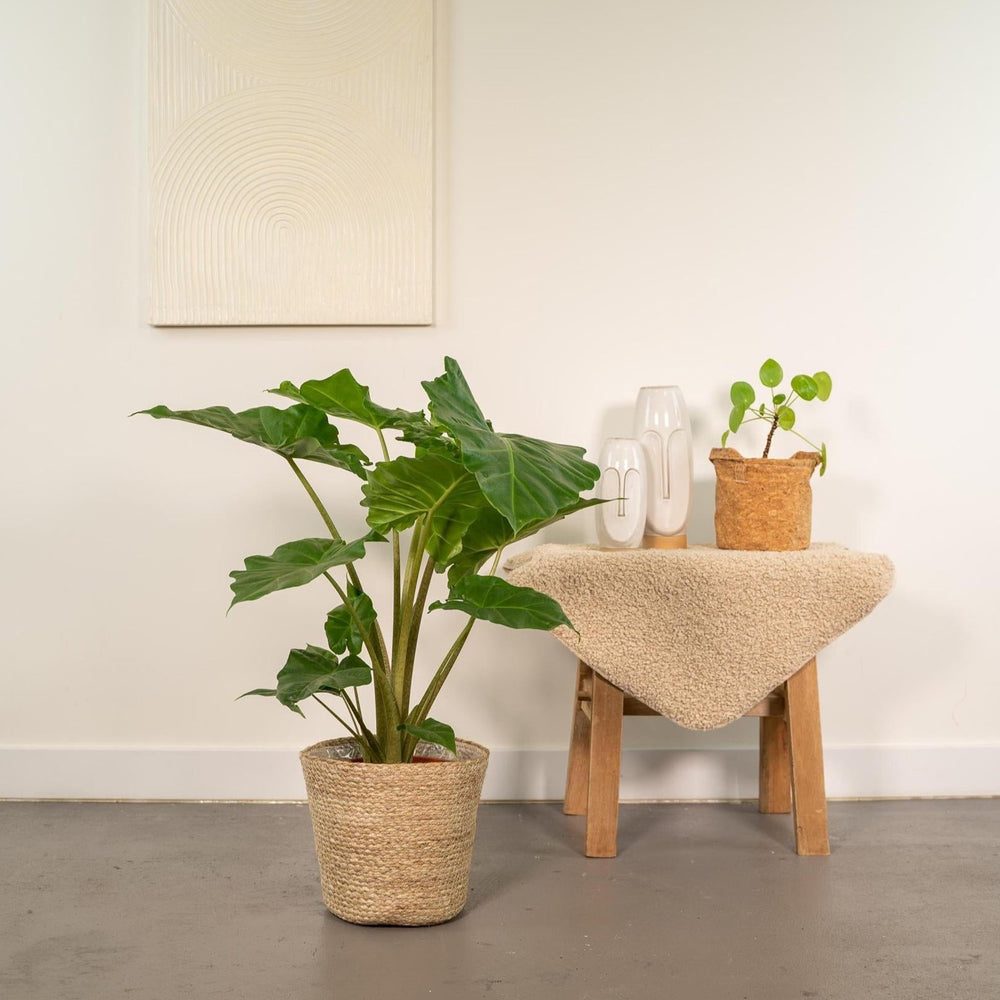 Alocasia 'Portora'