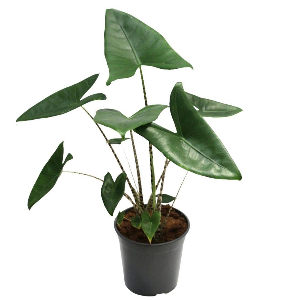 Alocasia zebrina