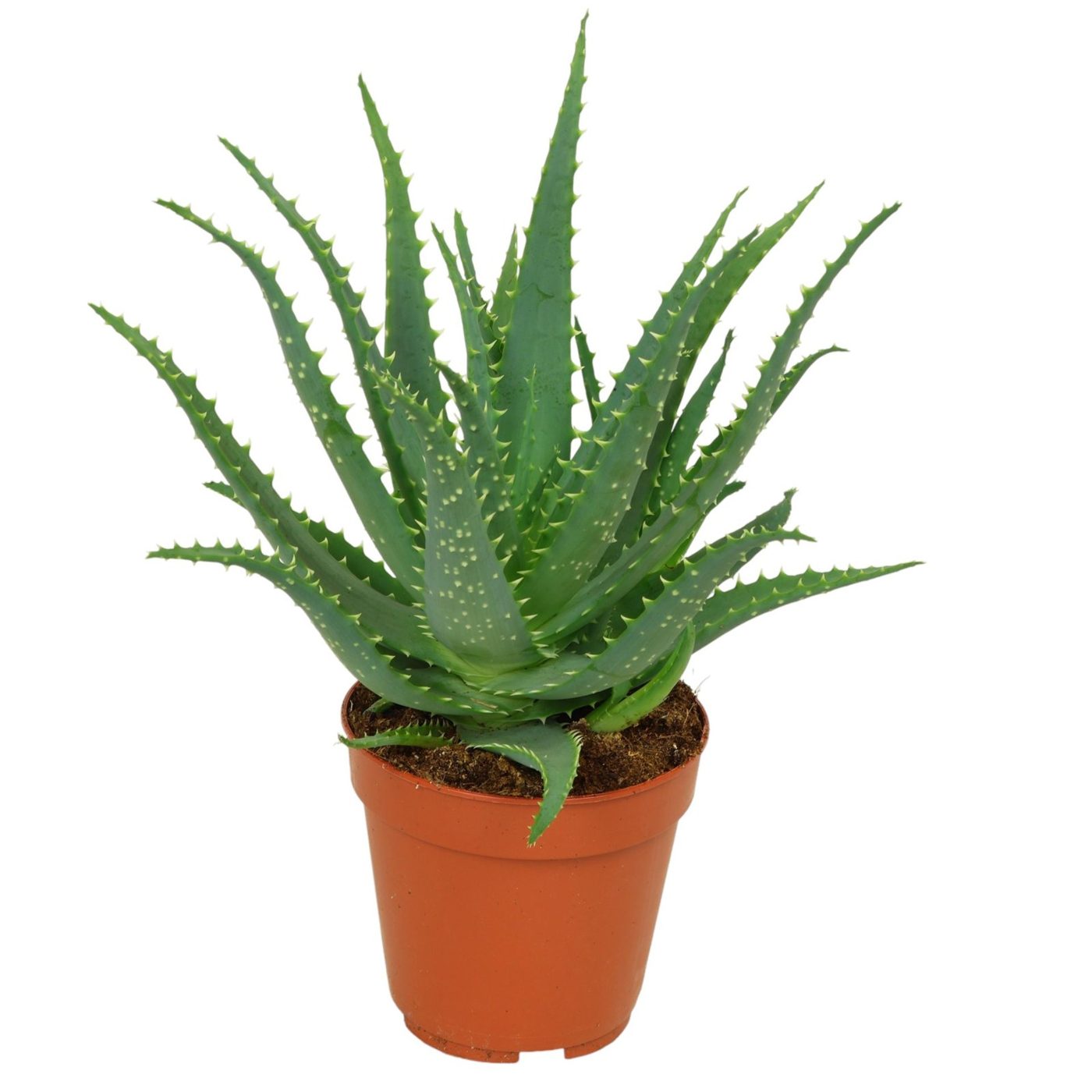 Aloe arborescens