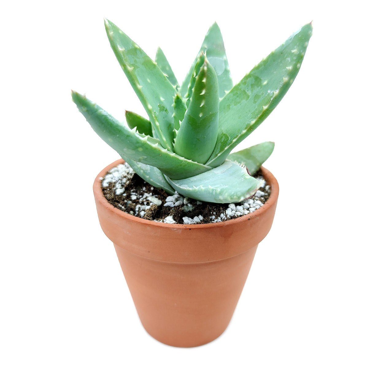 Aloe brevifolia