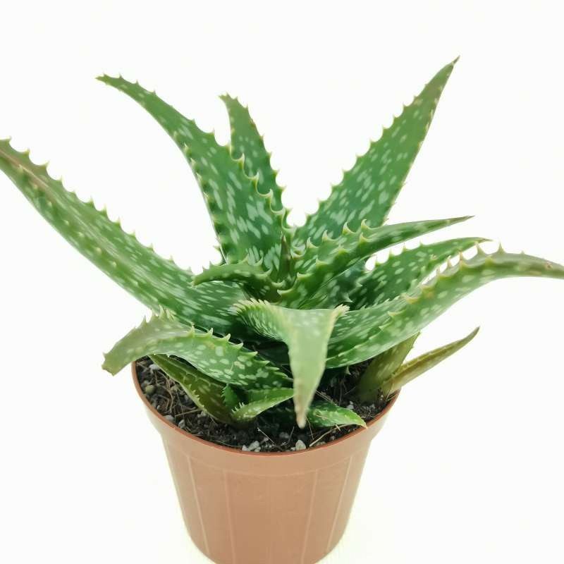 Aloe dorotheae