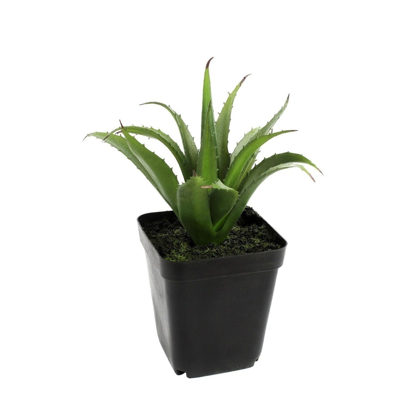 Aloe ferox