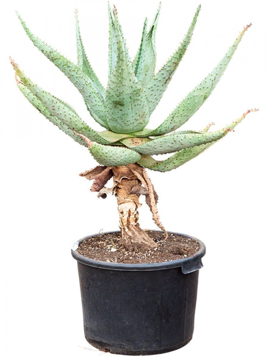 Aloe marlothii