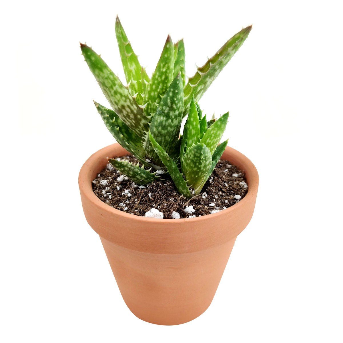 Aloe mitriformis