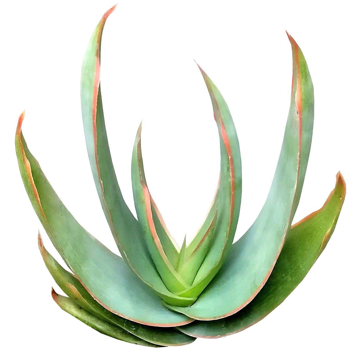 Aloe Striata