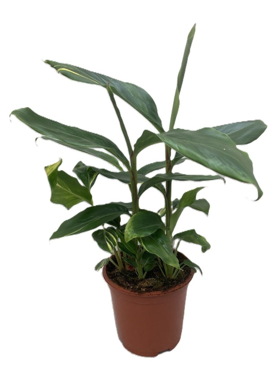 Alpinia speciosa