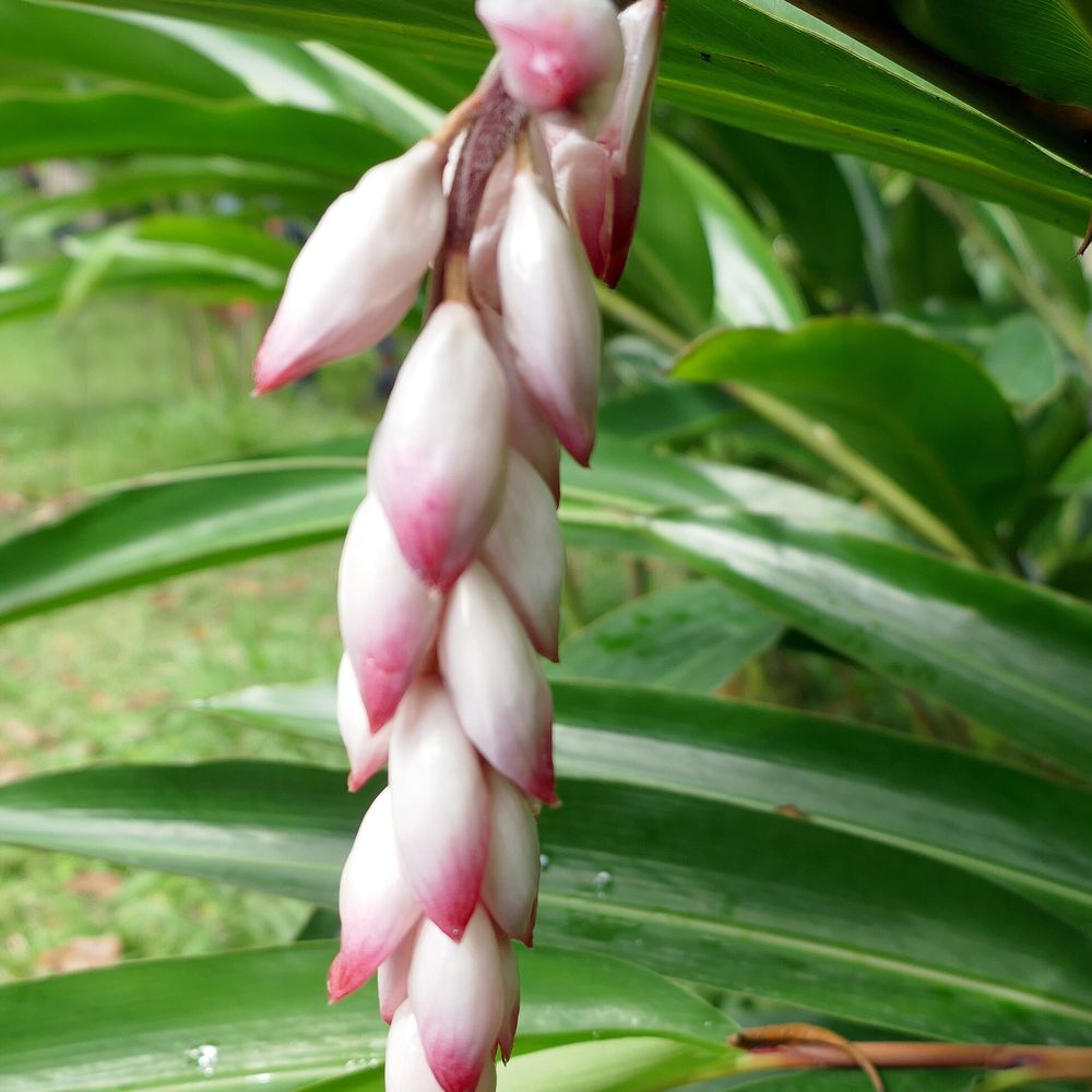 Alpinia zerumbet