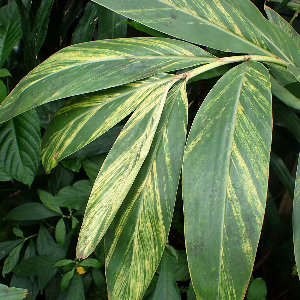 Alpinia zerumbet 'variegata'