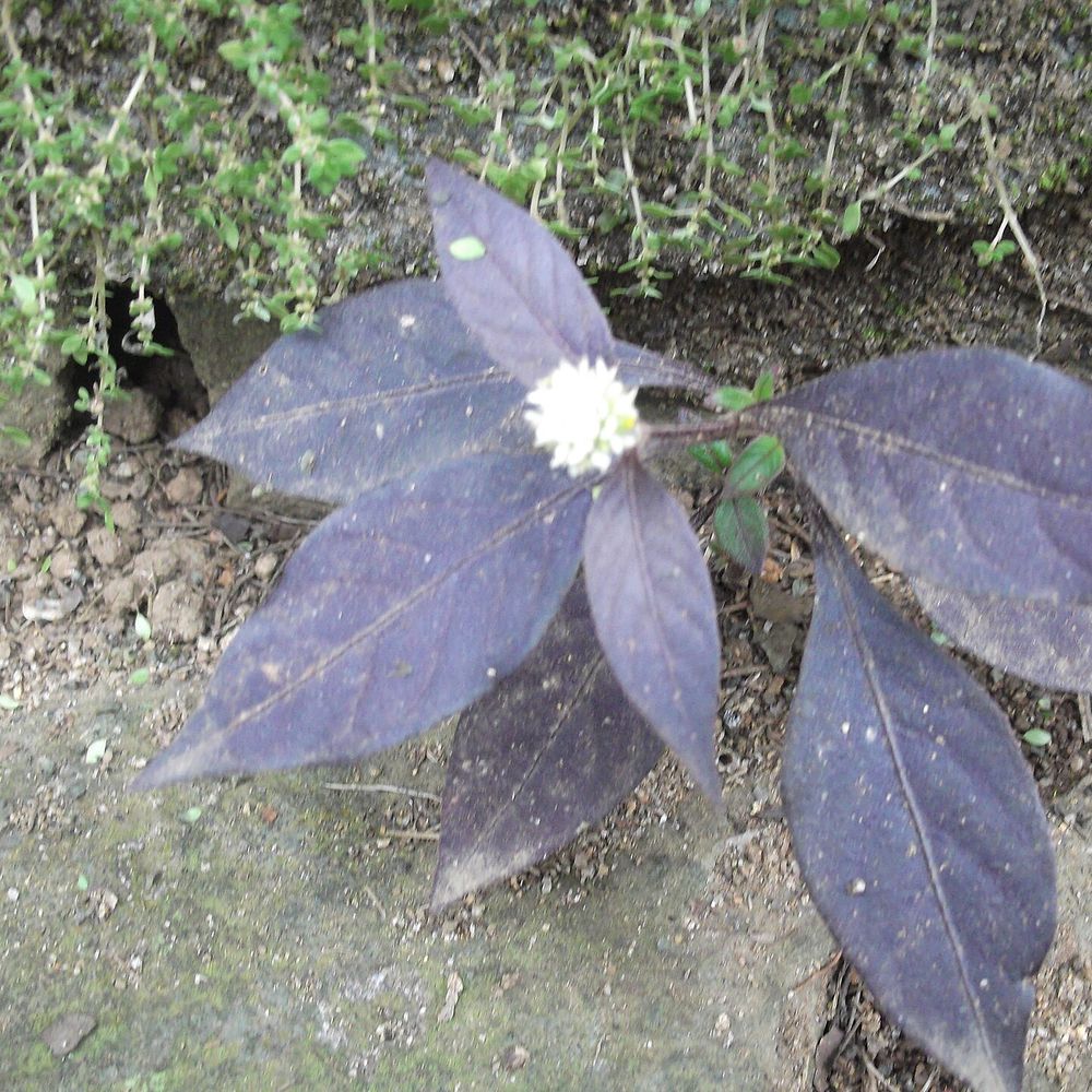 Alternanthera dentata