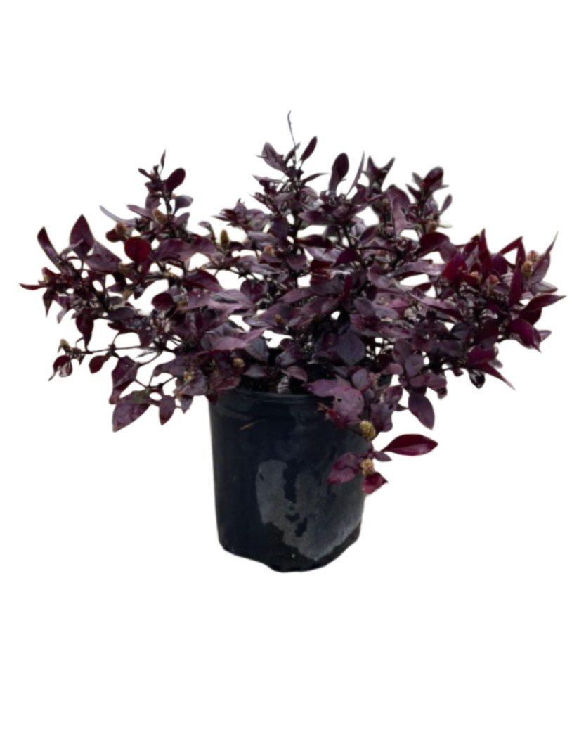 Alternathera dentata 'rubiginosa