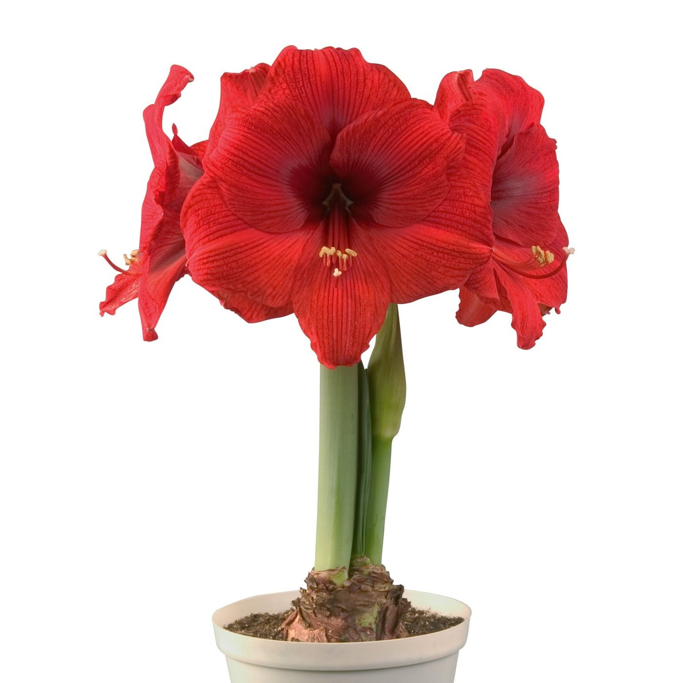 Amaryllis hippeastrum