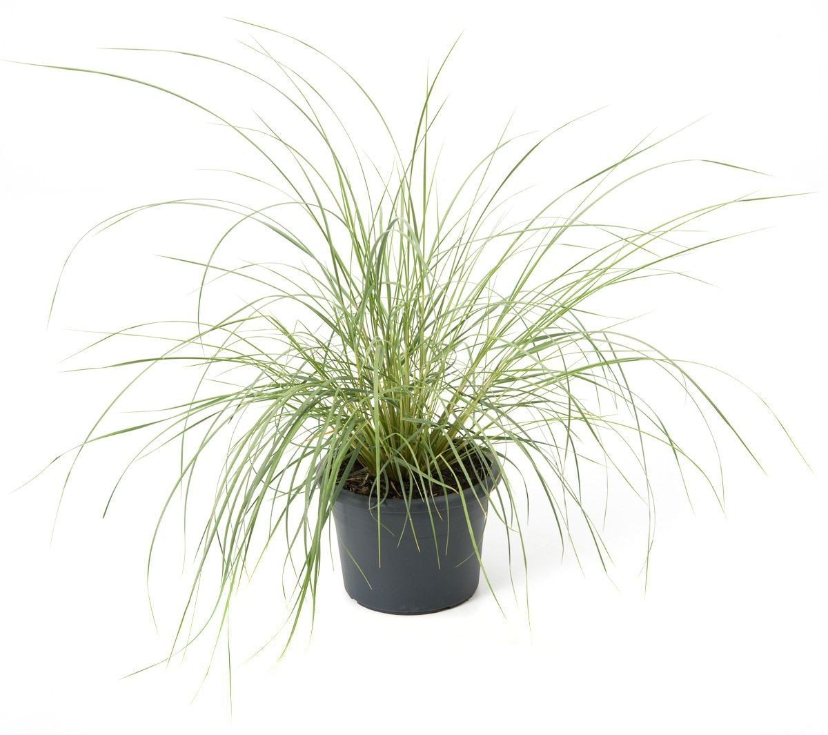 Ammophila arenaria