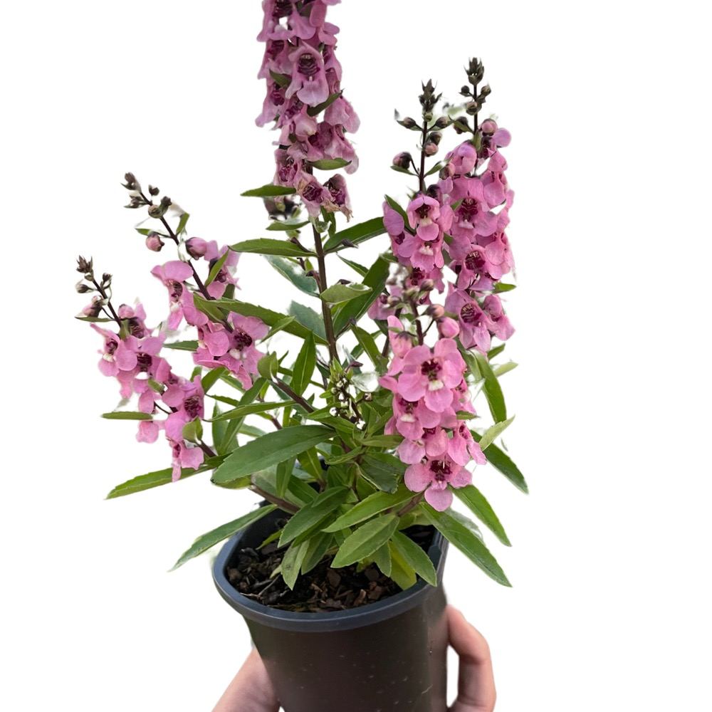 Angelonia angustifolia