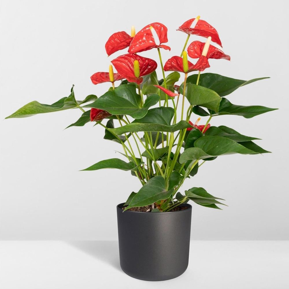 Anthurium andraeanum