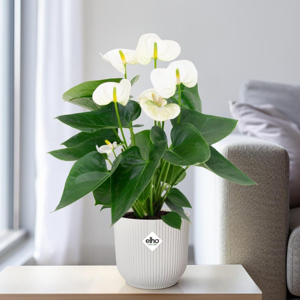 Anthurium andraeanum 'Karma White'