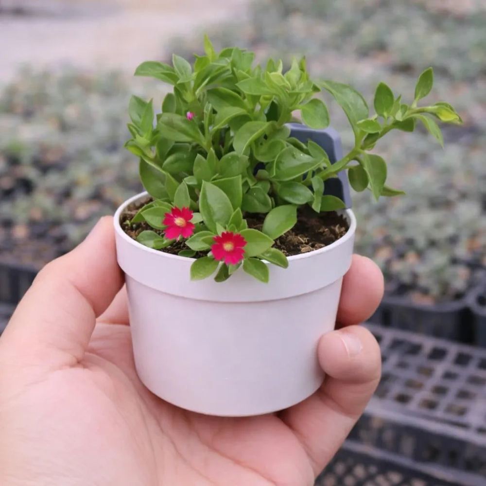 Aptenia cordifolia